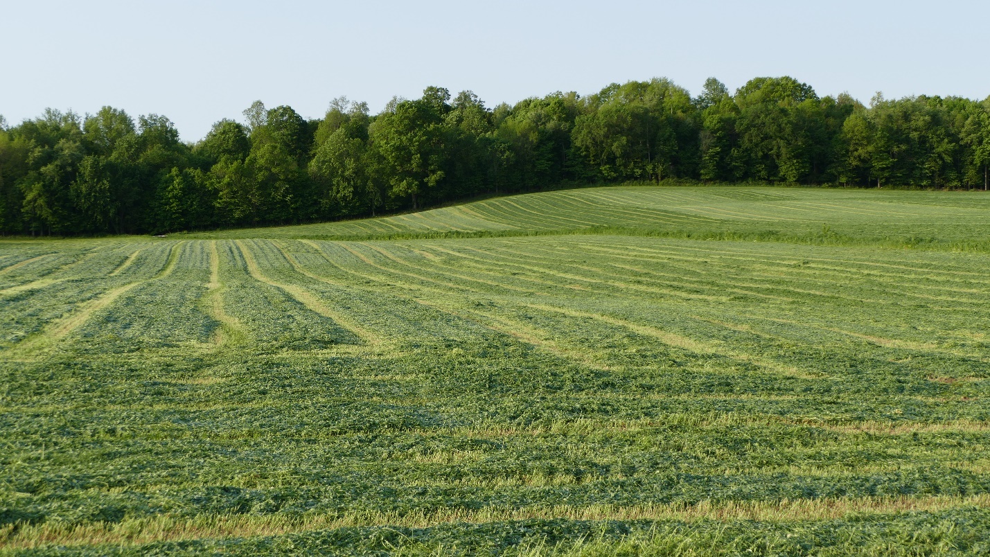 Alfalfa being chopped from a field.